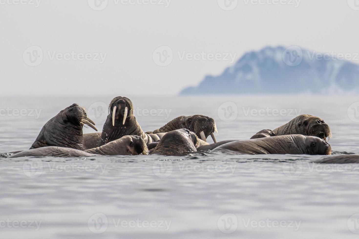 een walrus kolonie zwemmen in Spitsbergen in de arctisch foto