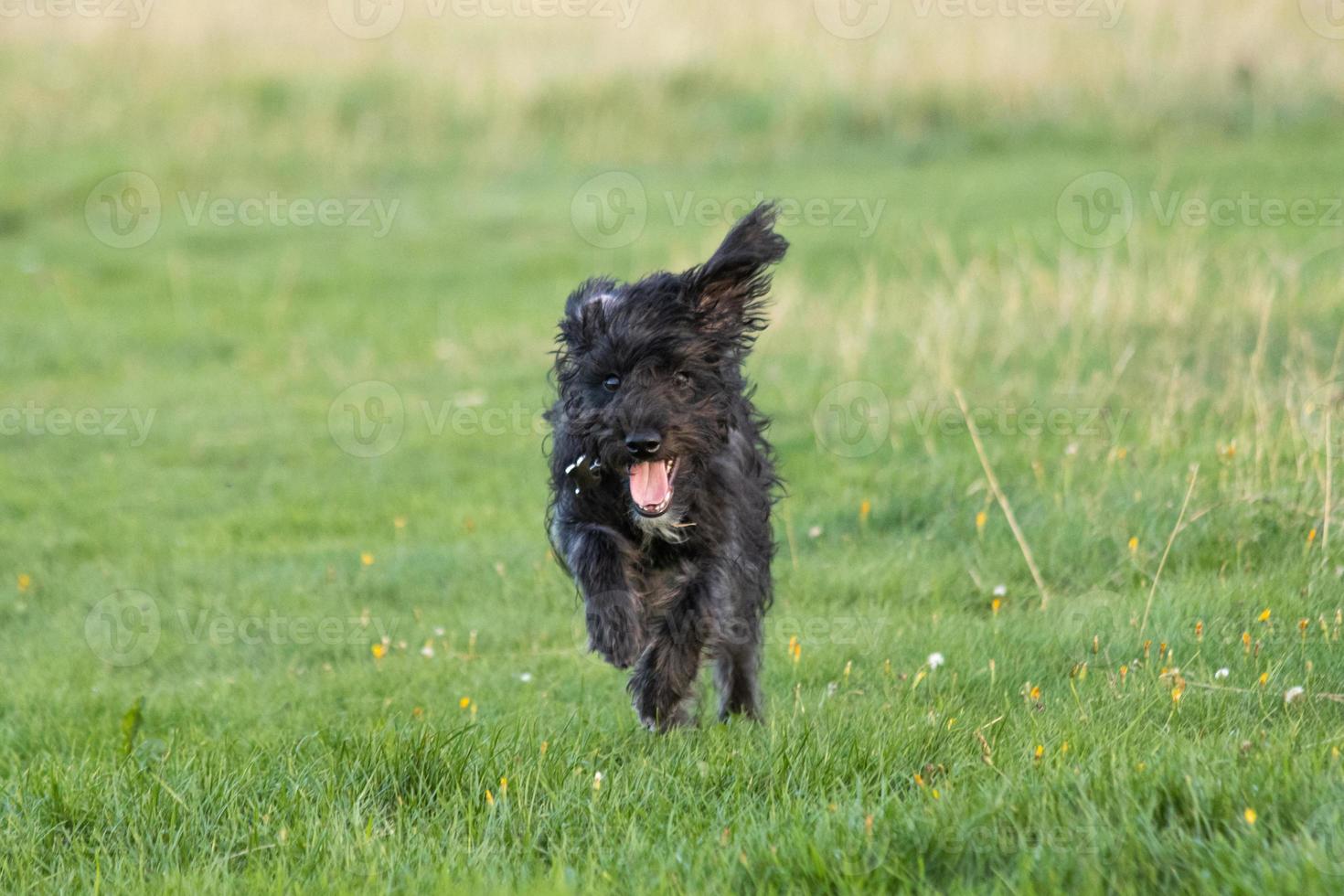 een bordoodle puppy rennen in de park foto