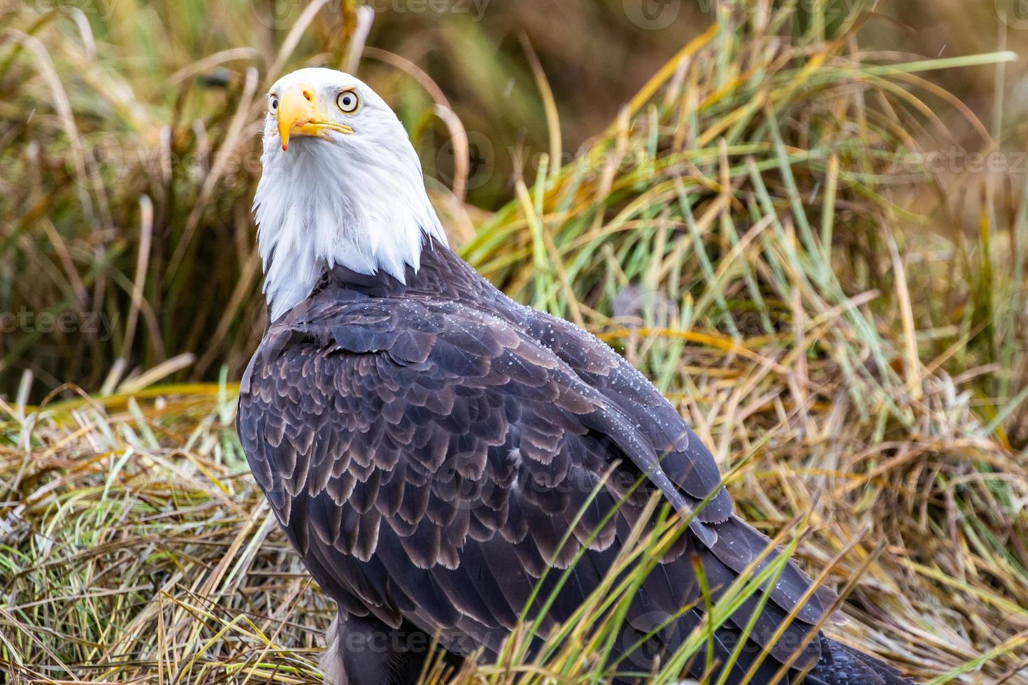 een kaal adelaar in Brits Columbia foto