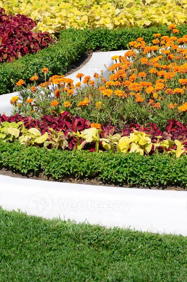 coleus bloempot. mooi perspectief van natuurlijk coleus fabriek bladeren foto