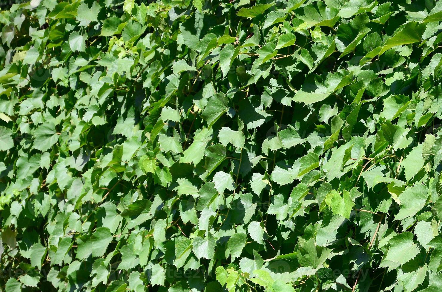 structuur van een muur overwoekerd met klimop van groen bladeren in een wijngaard foto