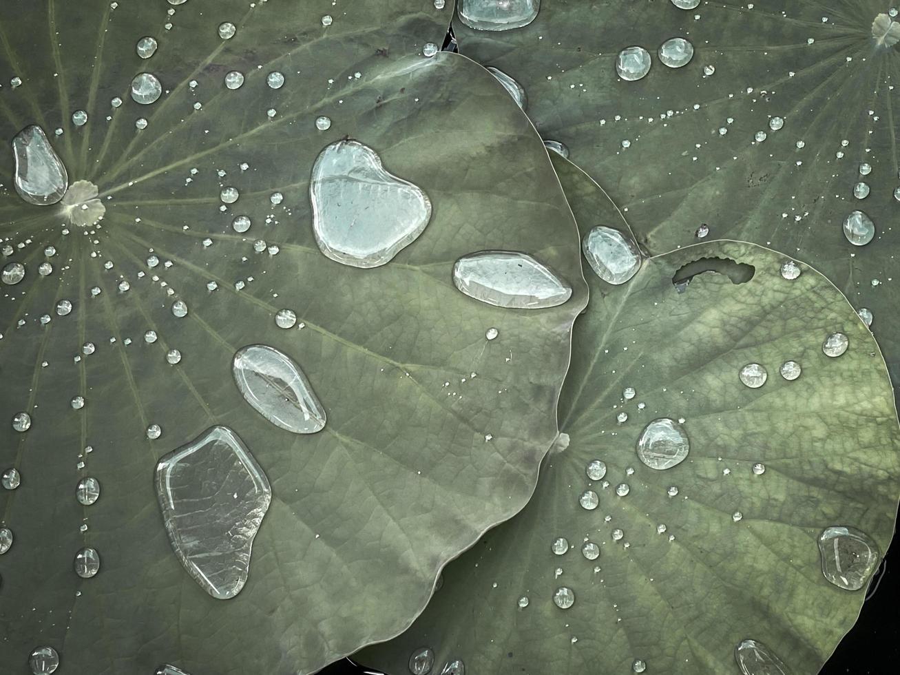 natuurlijk ochtend- dauw Aan lotus blad foto