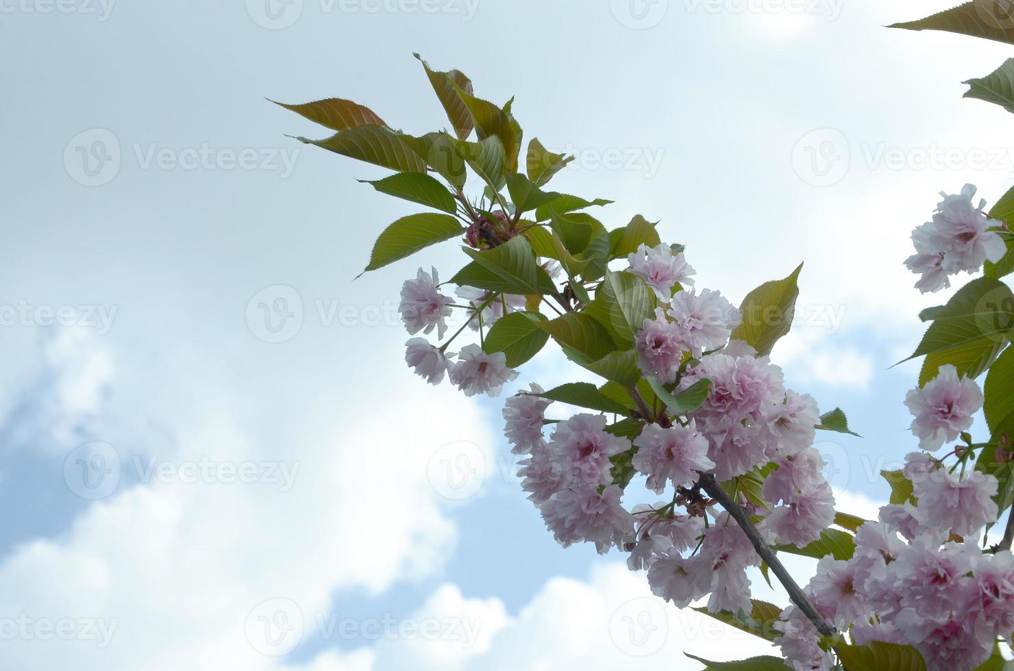 pastel roze kers sakura in Japan in bloeiende seizoen foto