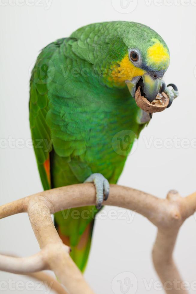 amazon groen papegaai aan het eten een noot okkernoot dichtbij omhoog foto