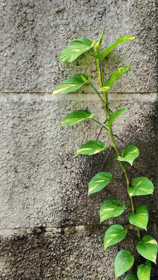 epipremnum aureum, weten net zo duivels klimop kan sluipen Aan de muur en Aan de grond. foto