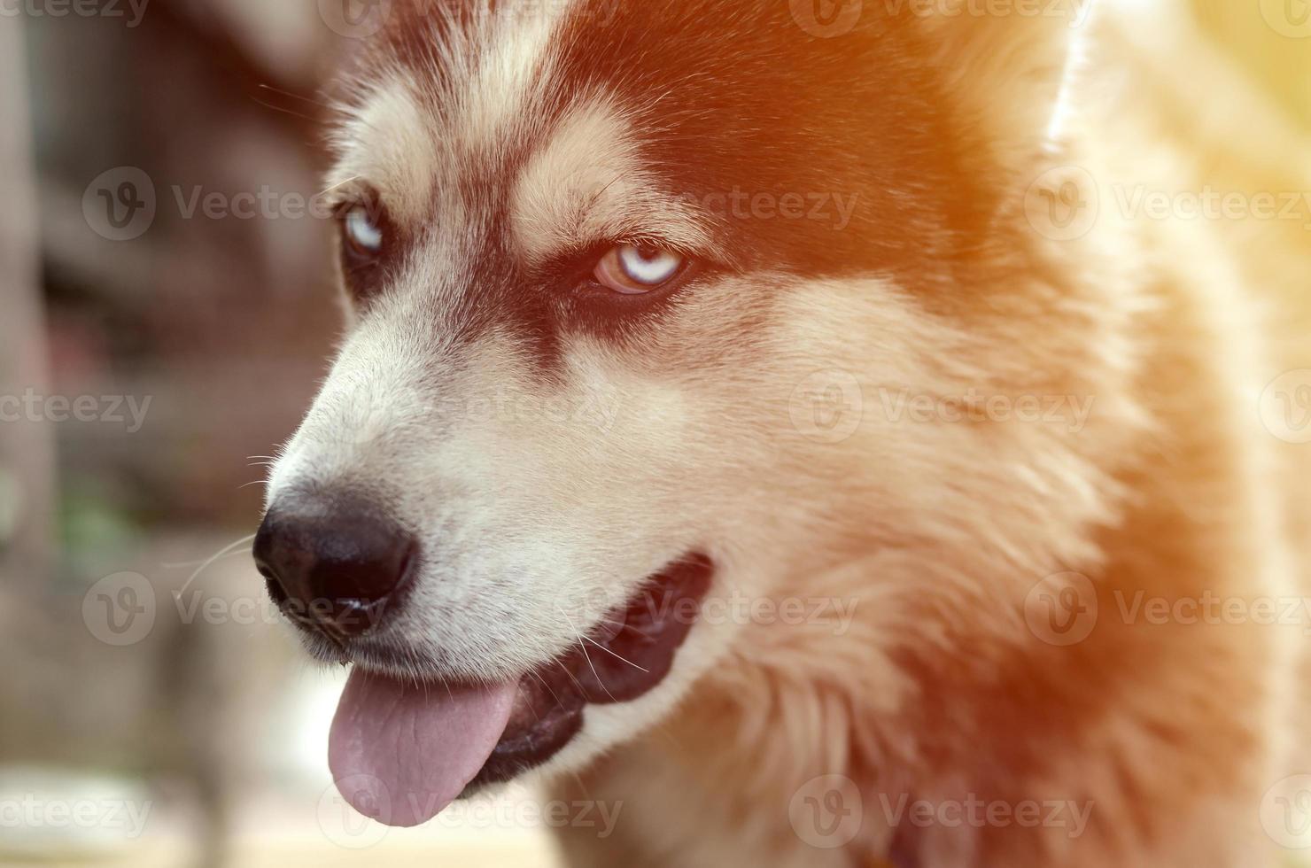 arctisch malamute met blauw ogen uiteinde van een loop portret dichtbij omhoog. deze is een redelijk groot hond inheems type foto