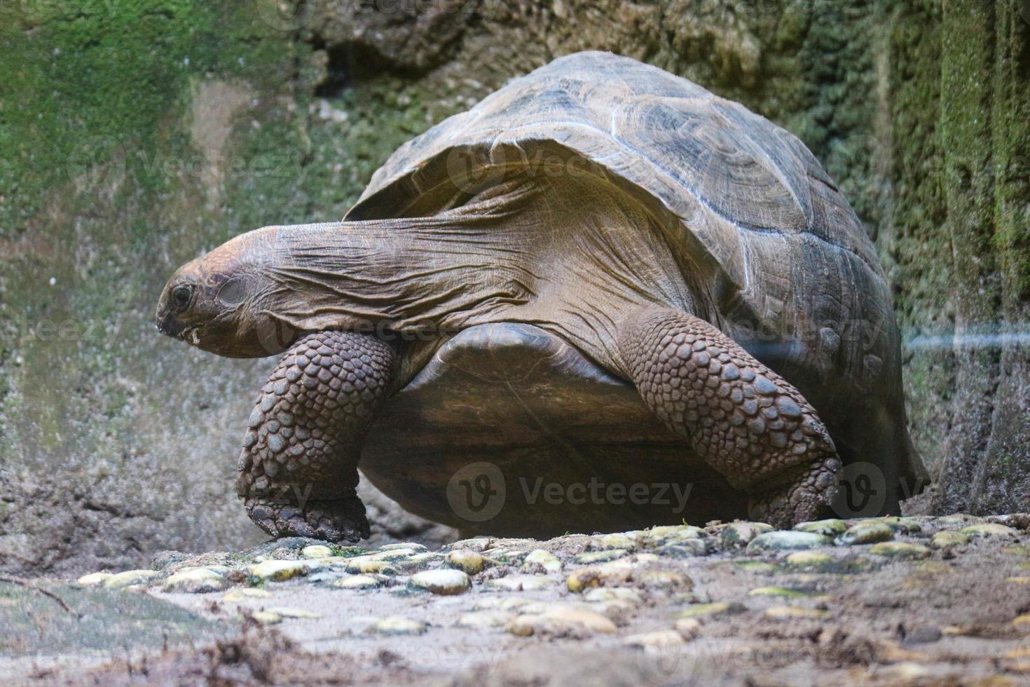 de aldabra reusachtig schildpad of aldabrachelys gigantea is een van de grootste schildpadden in de wereld. foto