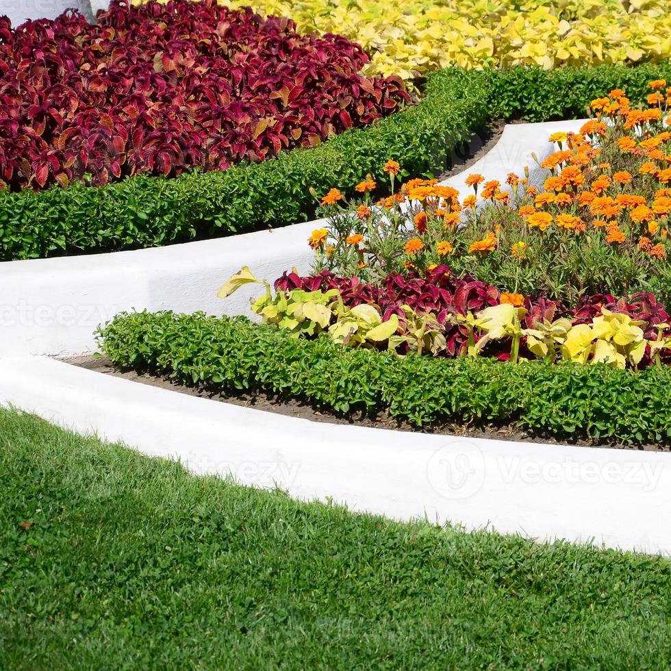 coleus bloempot. mooi perspectief van natuurlijk coleus fabriek bladeren foto