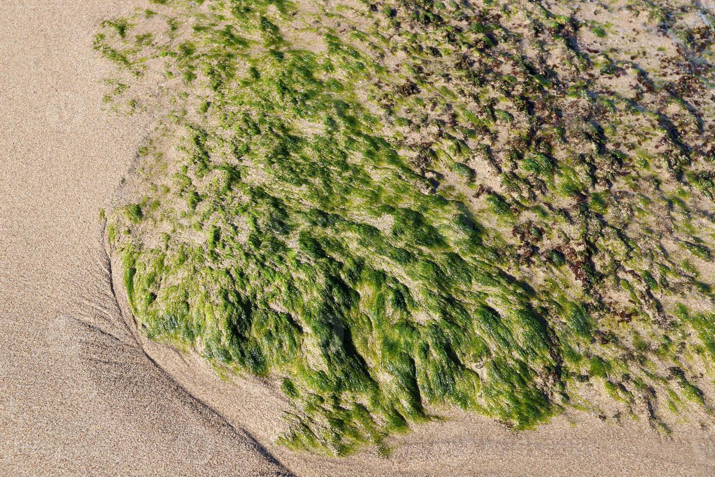 groen algen Aan de rotsen Aan de middellandse Zee kust. foto