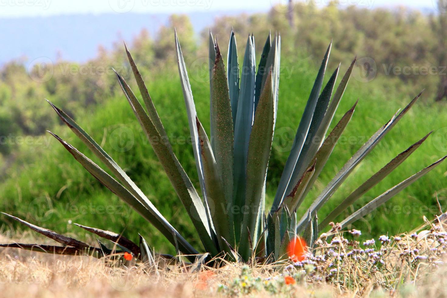 een groot en stekelig cactus groeit in een stad park. foto