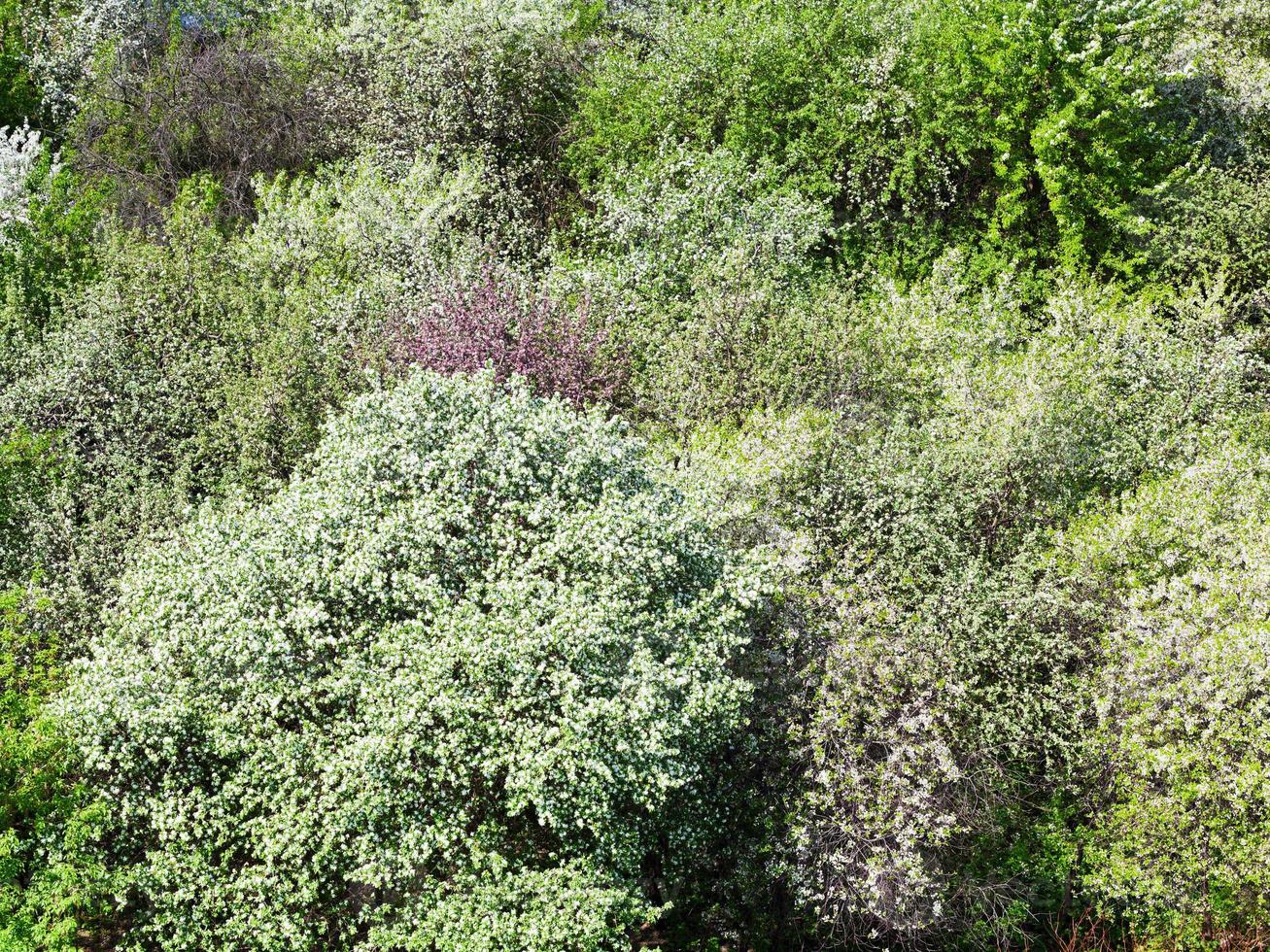 bloeiend kers, Pruim en appel bomen foto