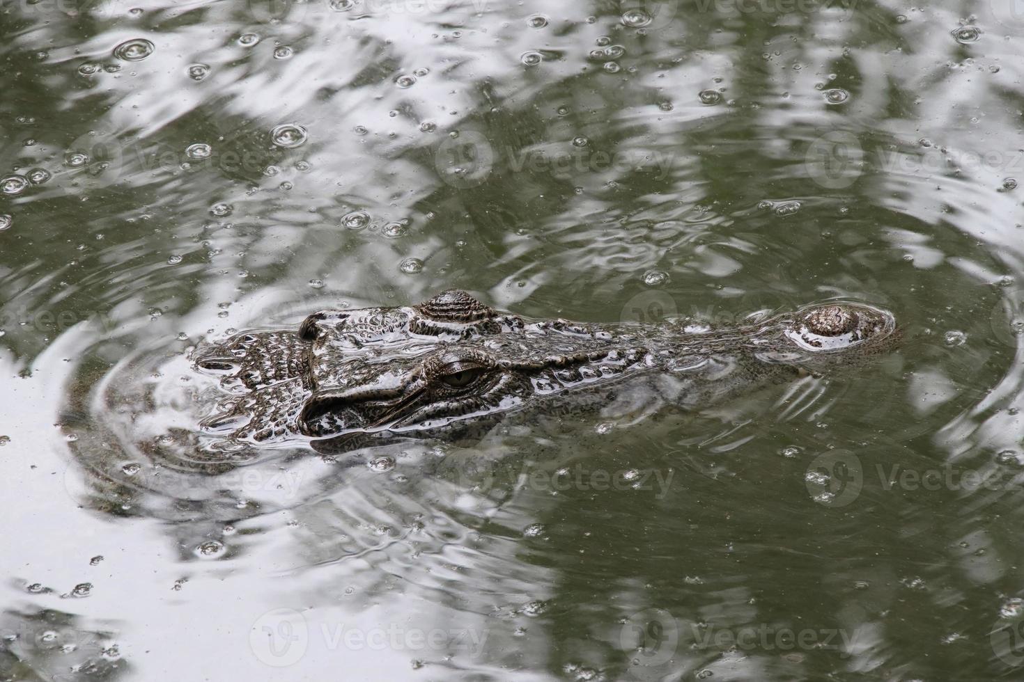 zout water krokodil op zoek dreigend van de water foto