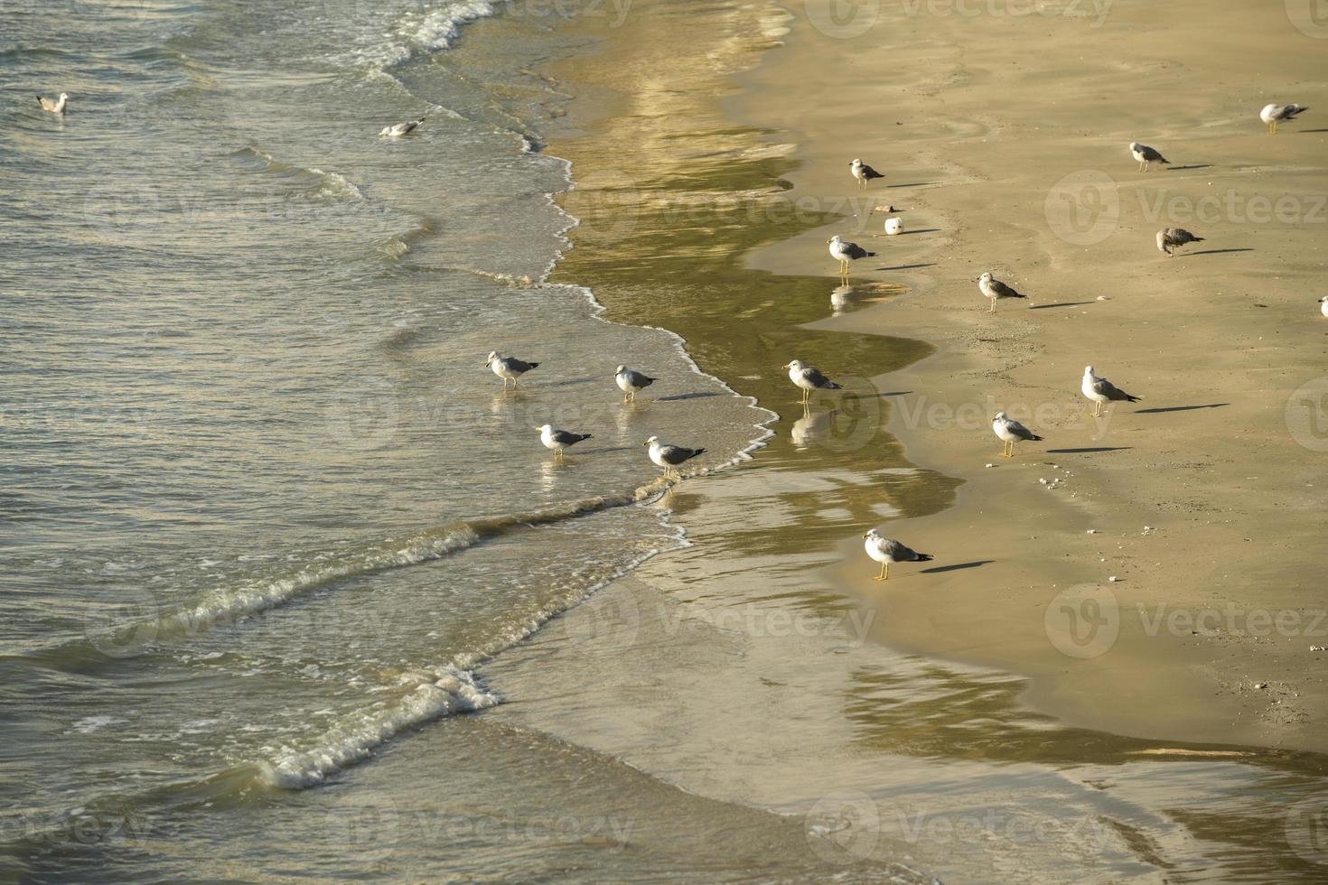een kolonie van meeuwen geconfronteerd de zee foto