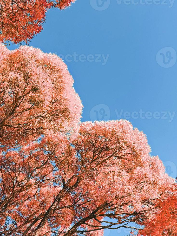 bodem visie van rood hoog boom kronen tegen blauw lucht. natuurlijk herfst- achtergrond. foto