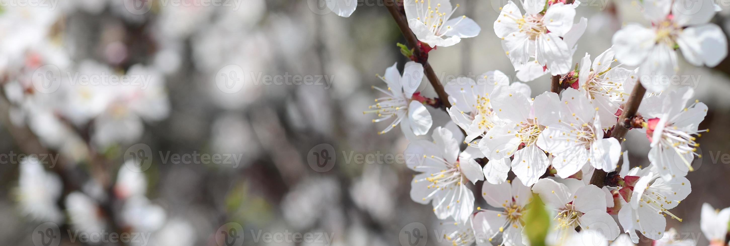 roze appel boom bloesems met wit bloemen Aan blauw lucht achtergrond foto