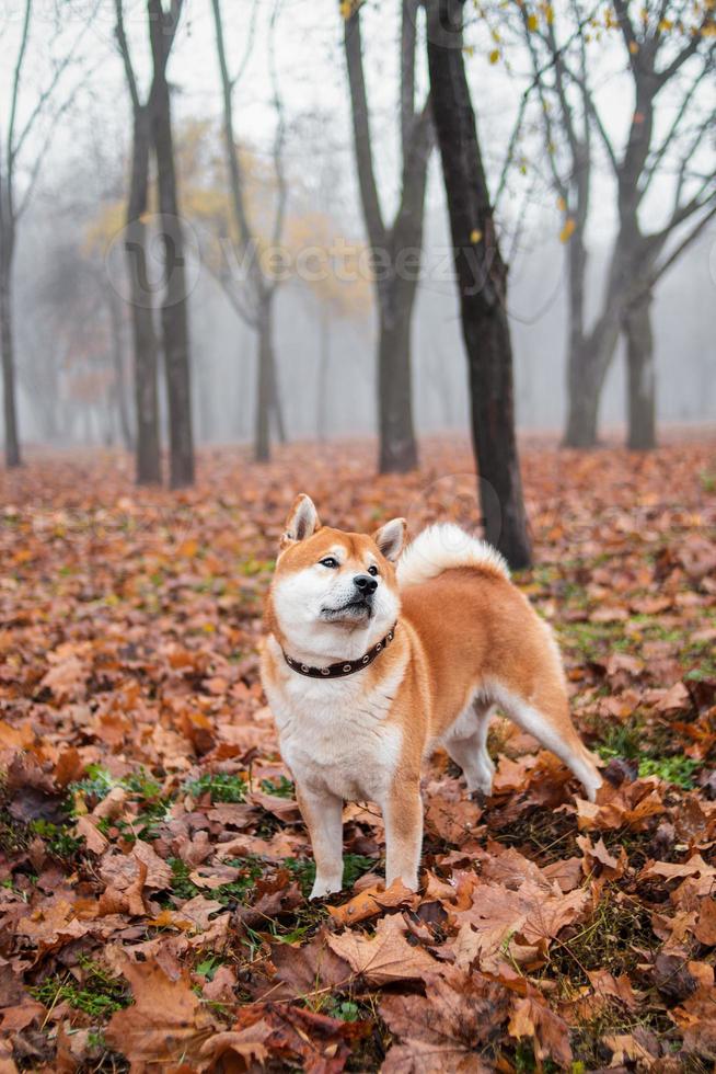 Japans shiba inu ras hond wandelingen in de herfst mistig park. oekraïens hond shiba inu kent foto