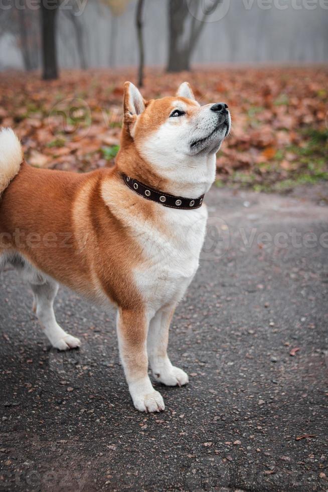 Japans shiba inu ras hond wandelingen in de herfst mistig park. oekraïens hond shiba inu kent foto