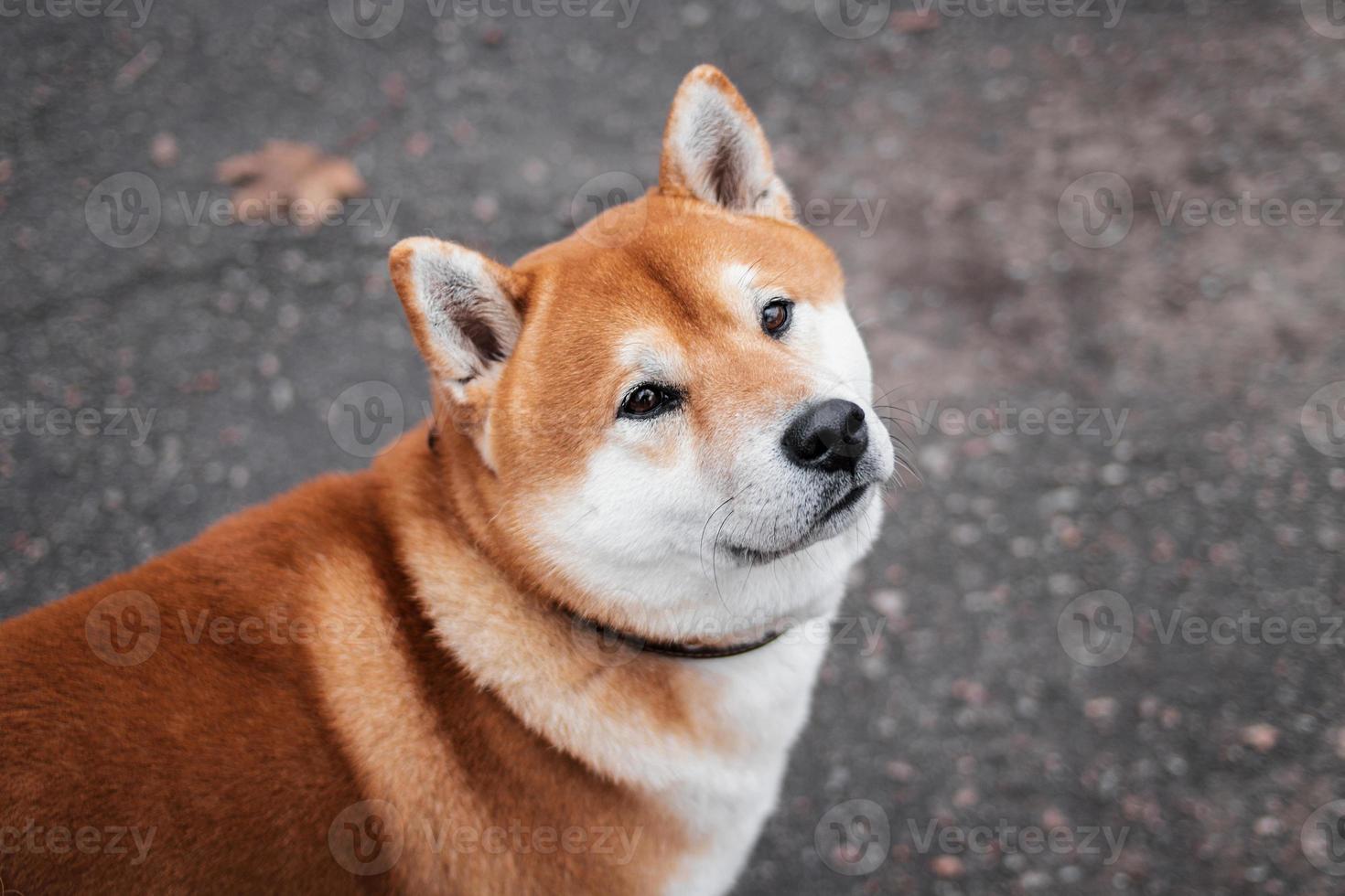 portret van een Japans shiba inu ras hond wandelen in een herfst mistig park. oekraïens hond shiba inu kent foto