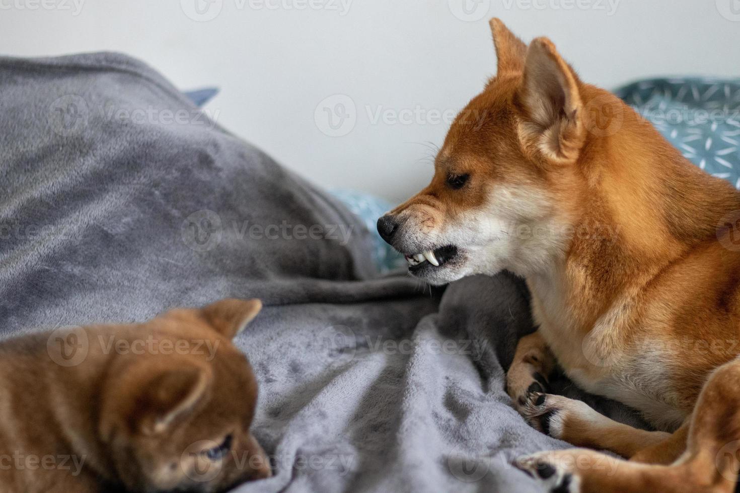 Japans shiba inu honden. mam shiba inu is boos met haar zoon puppy shiba inu. foto