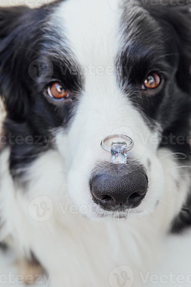 wil je met me trouwen. grappige portret van schattige puppy hondje border collie trouwring te houden op neus geïsoleerd op een witte achtergrond. verloving, huwelijk, voorstel concept foto