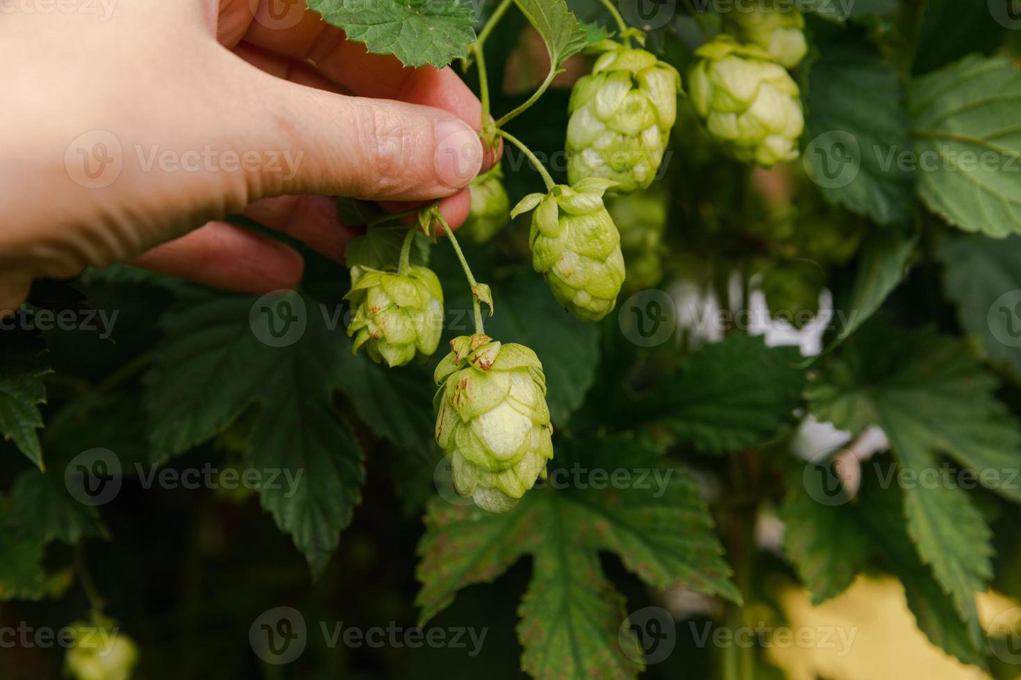 landbouw en landbouw concept. vrouw boerderij arbeider hand- plukken groen vers rijp biologisch hop kegels voor maken bier en brood. vers hop voor brouwen productie. hop fabriek groeit in tuin of boerderij. foto