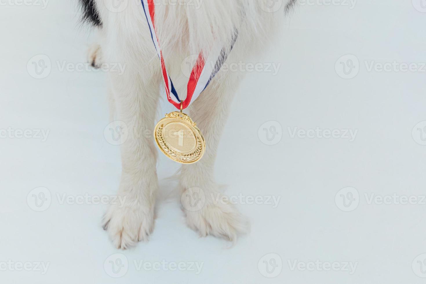 puppy hond pwas border collie met winnaar of kampioen gouden trofee medaille geïsoleerd op een witte achtergrond. winnaar kampioen hond. overwinning eerste plaats van de competitie. winnend of succesconcept. foto