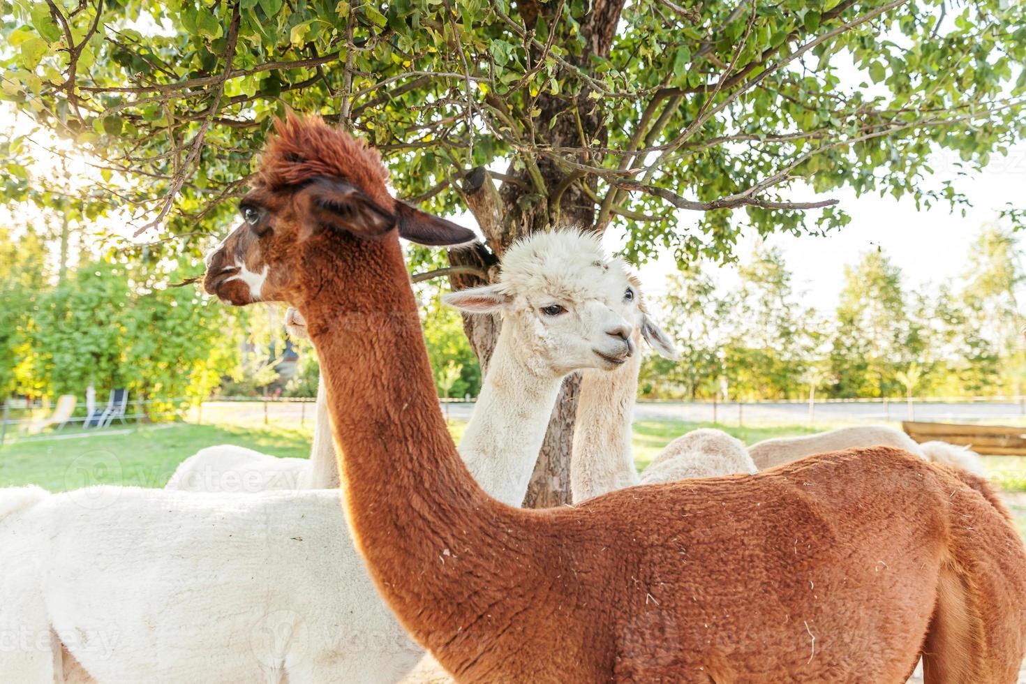 schattige alpaca met grappig gezicht ontspannen op de ranch in de zomerdag. binnenlandse alpaca's grazen op de weide in natuurlijke eco boerderij platteland achtergrond. dierenverzorging en ecologisch landbouwconcept foto