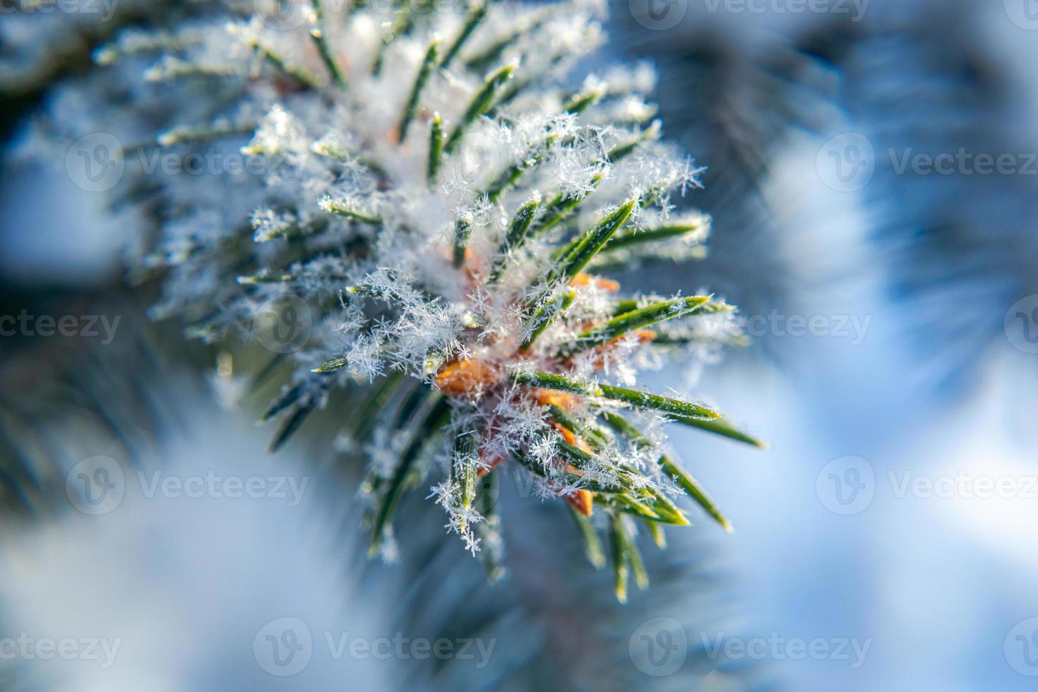 ijzig Spar boom met glimmend ijs vorst in besneeuwd Woud park. Kerstmis boom gedekt rijp en in sneeuw. rustig vredig winter natuur. extreem noorden laag temperatuur, koel winter weer buitenshuis. foto