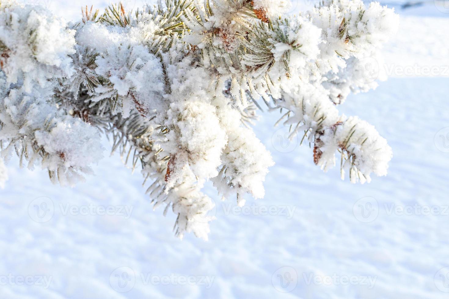 ijzig Spar boom met glimmend ijs vorst in besneeuwd Woud park. Kerstmis boom gedekt rijp en in sneeuw. rustig vredig winter natuur. extreem noorden laag temperatuur, koel winter weer buitenshuis. foto