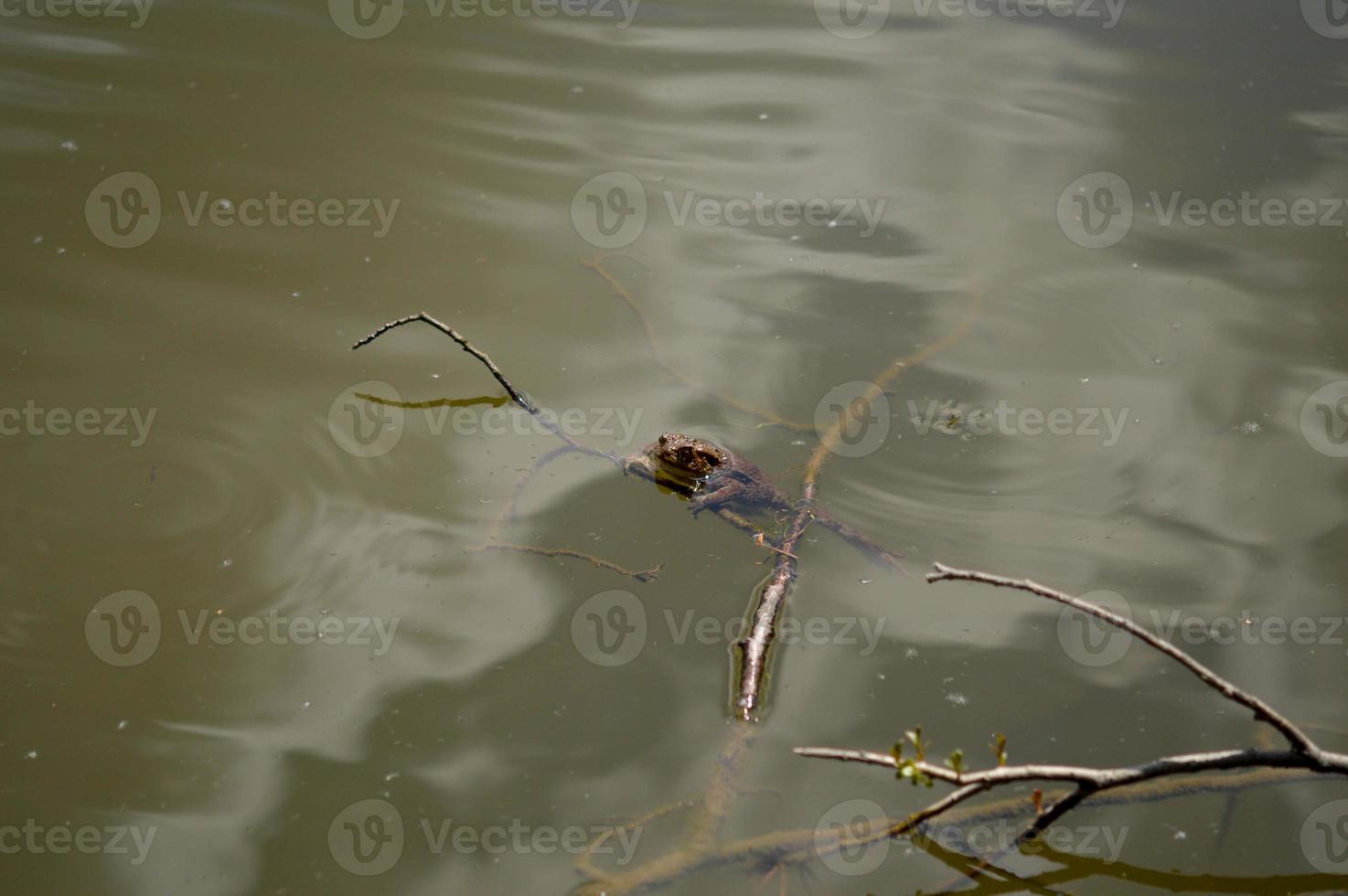 bruin kikker in bruin modderig water, Aan een Afdeling foto