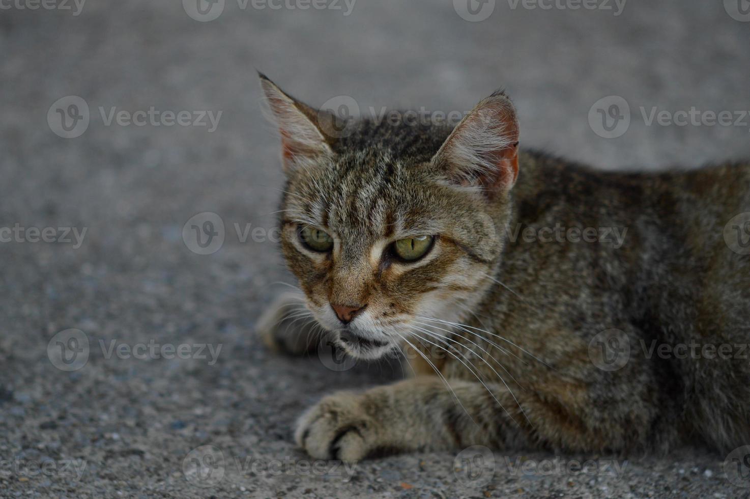 kat portret, gestreept verdwaald kat Aan de grond, foto