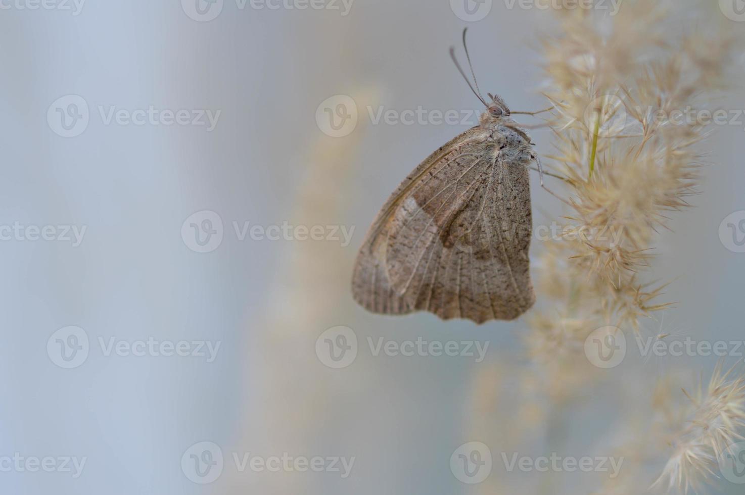 klein heide vlinder Aan een pluizig hijgen dichtbij omhoog, pastel. foto