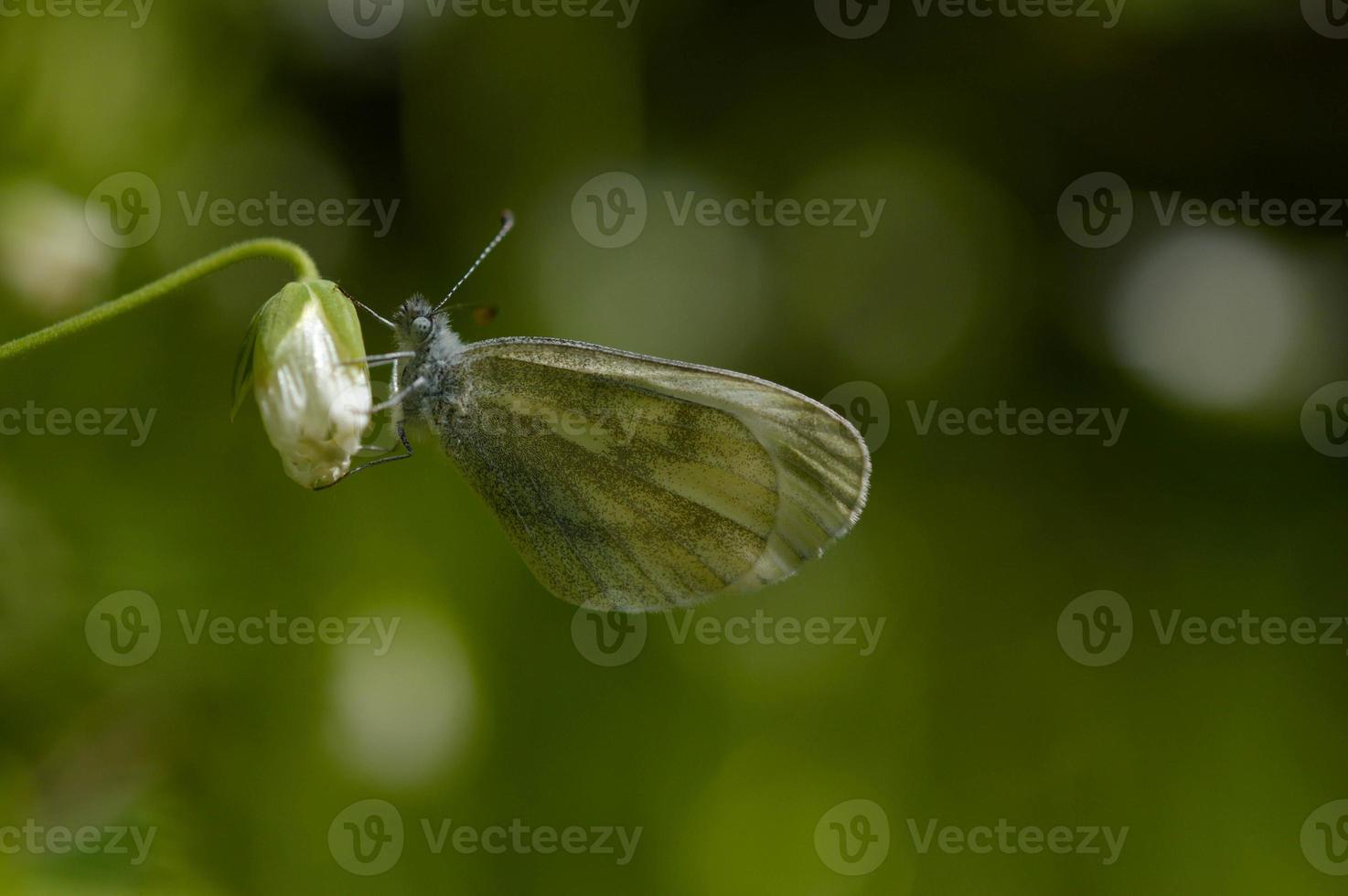 hout wit vlinder macro dichtbij omhoog. foto