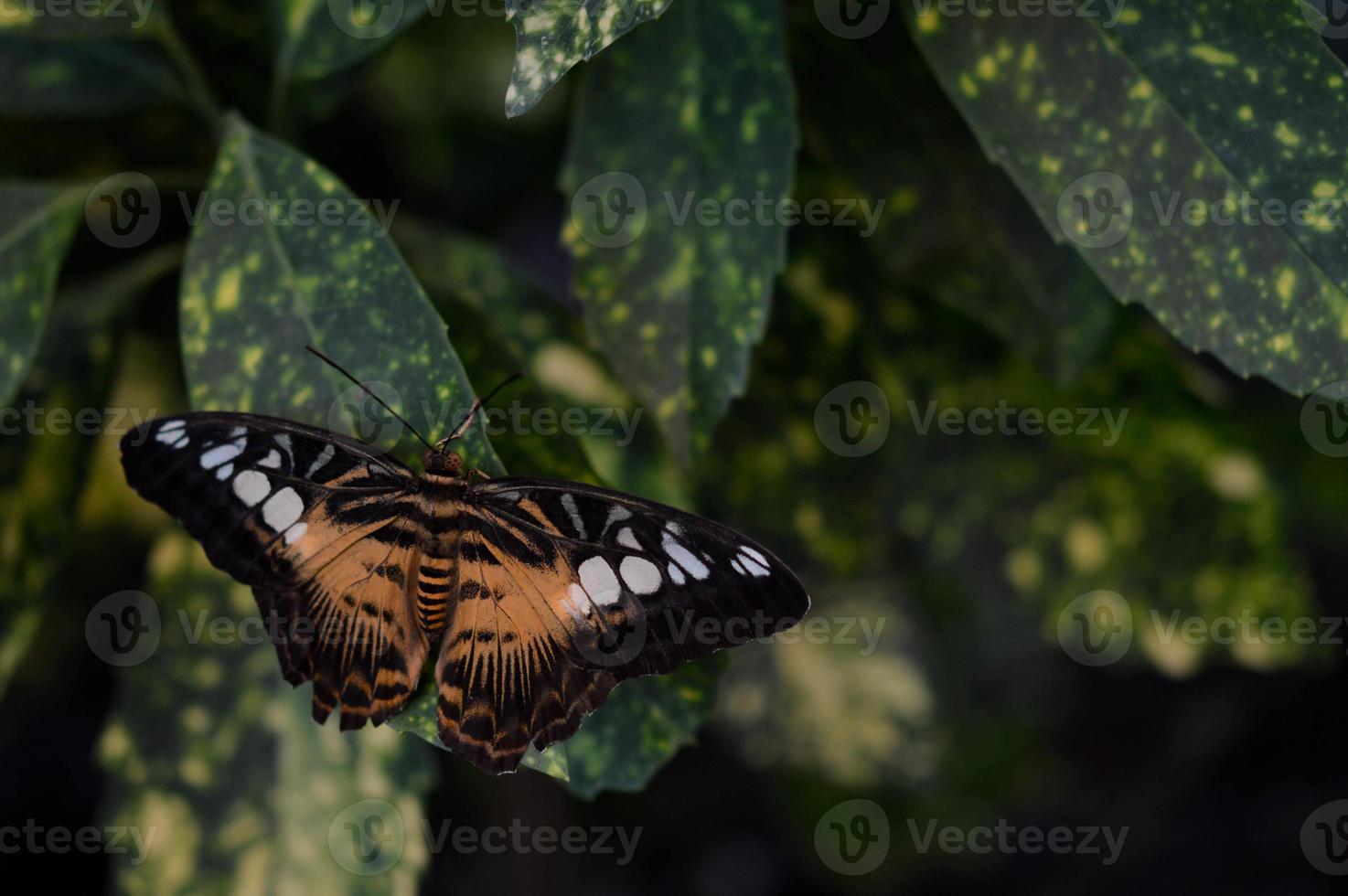 parthenos Sylvia, oranje tondeuse vlinder, foto