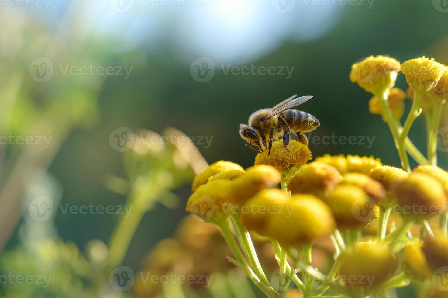 bij Aan een een boerenwormkruid geel bloem, bestuiven, dichtbij omhoog. foto