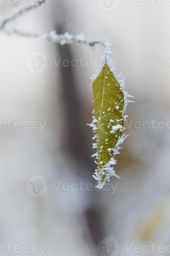 bevroren bladeren dichtbij omhoog, winter natuur, ijzig bladeren, verkoudheid het weer. foto