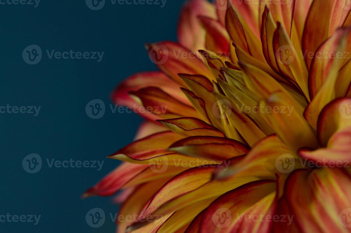 oranje en rood dahlia bloem dichtbij omhoog, donker achtergrond foto