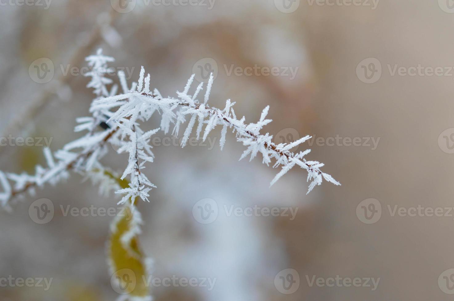 bevroren boom Afdeling met ijs vlokken, winter natuur, verkoudheid foto