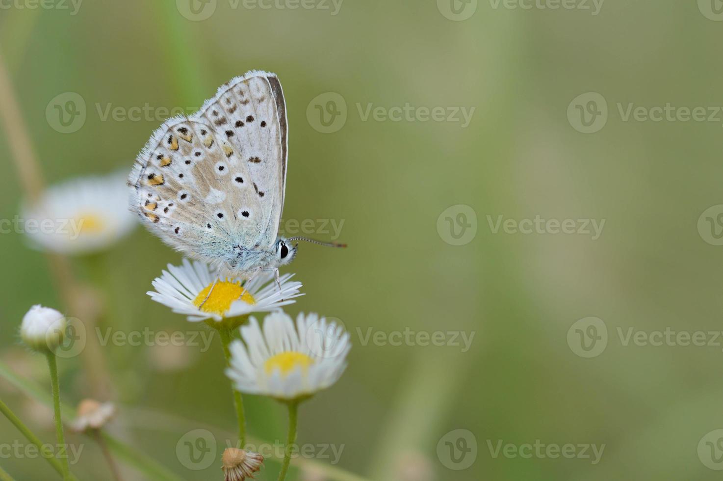 bruin argus vlinder Aan een oostelijk madeliefje bloem, macro foto