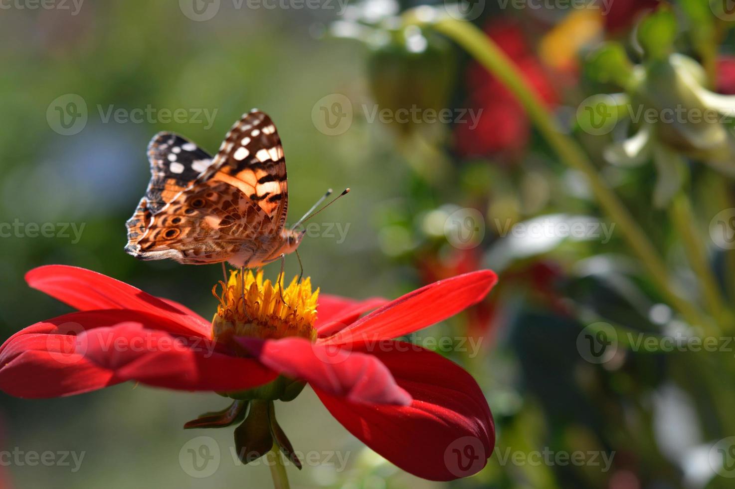 geschilderd dame vlinder Aan een rood dahlia bloem dichtbij omhoog foto
