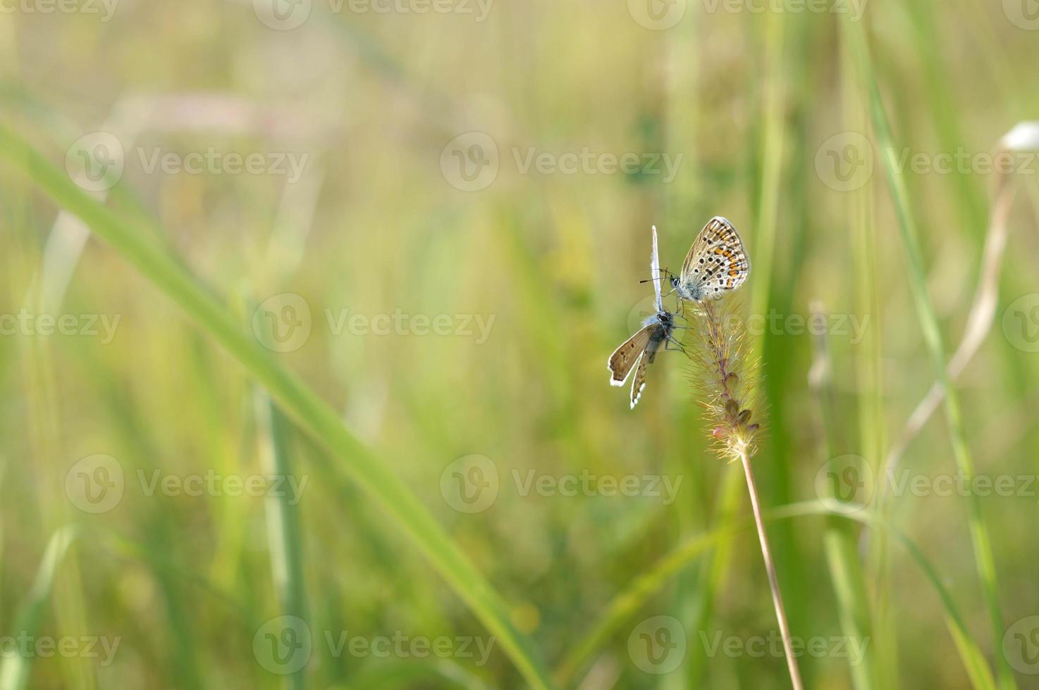 twee klein vlinders Aan een plant, macro, gemeenschappelijk blauw foto