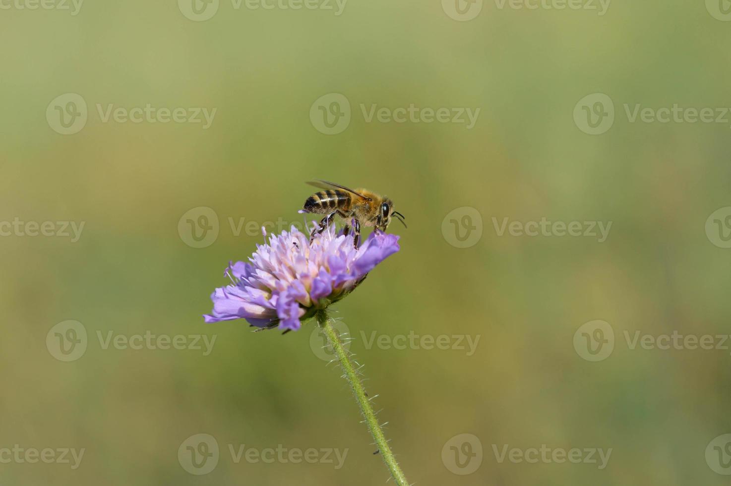 Purper bloem en de bij, bij Aan een Purper bloem dichtbij omhoog foto