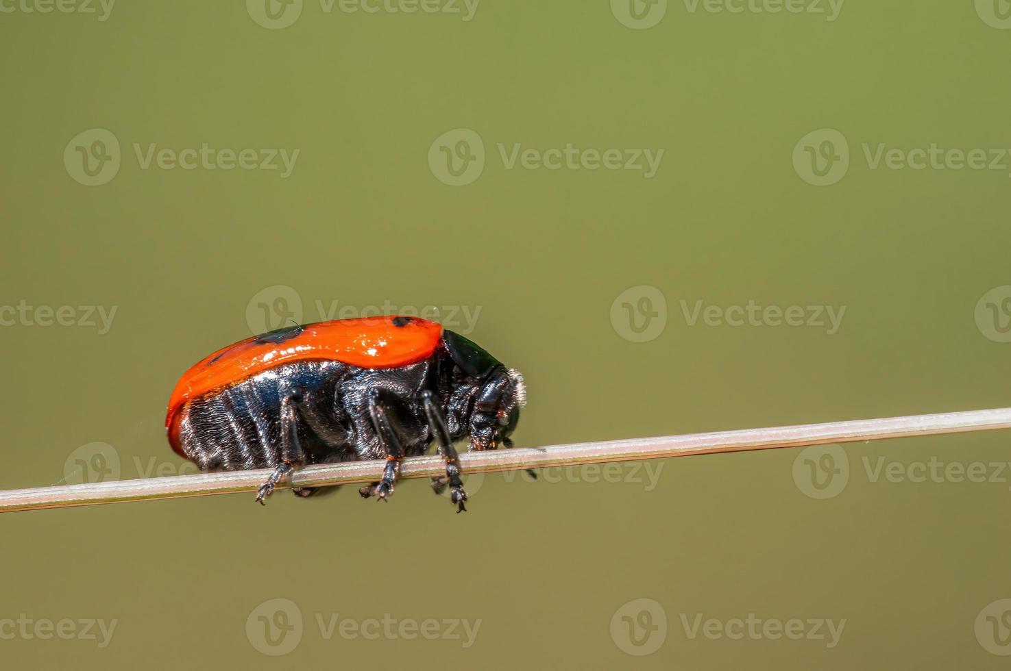 een mier zak kever zit Aan een stengel in een weide foto