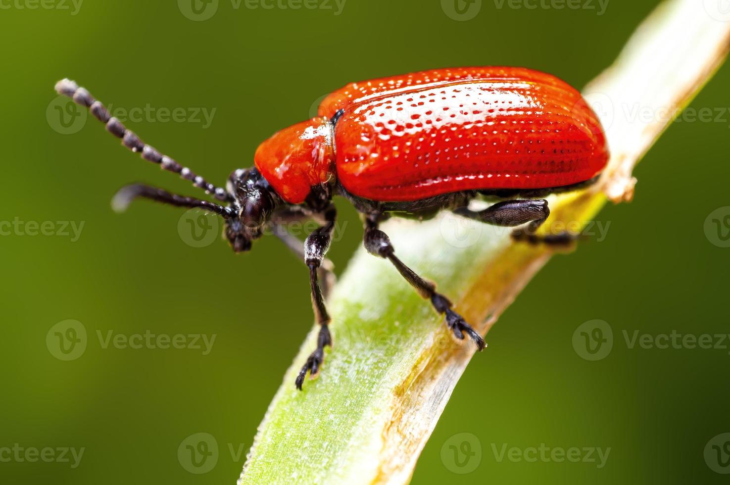 een rood lelie kever zit Aan een blad foto