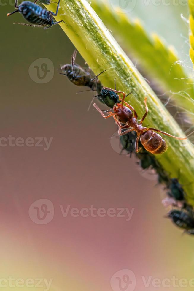 een mier rassen bladluizen voor honingdauw foto