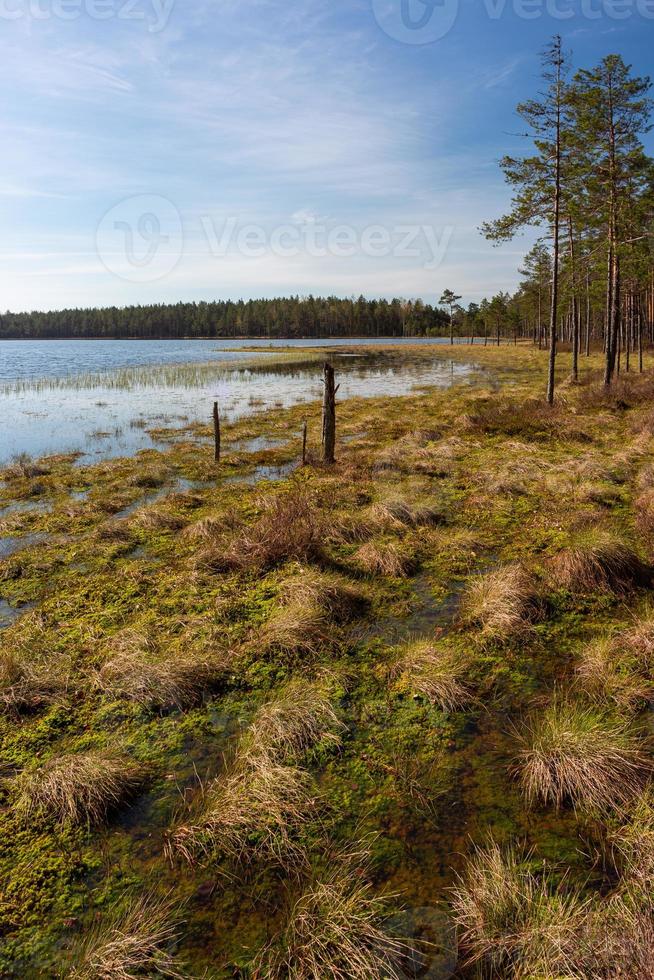 voorjaar in de moeras meren foto