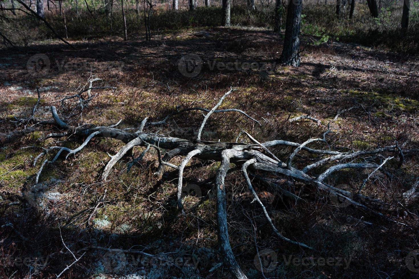 voorjaar in de moeras meren foto