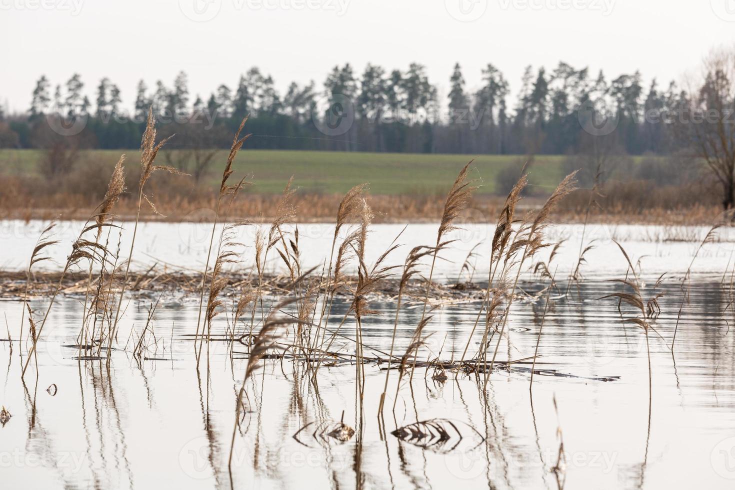 overstroomd weiden in voorjaar foto