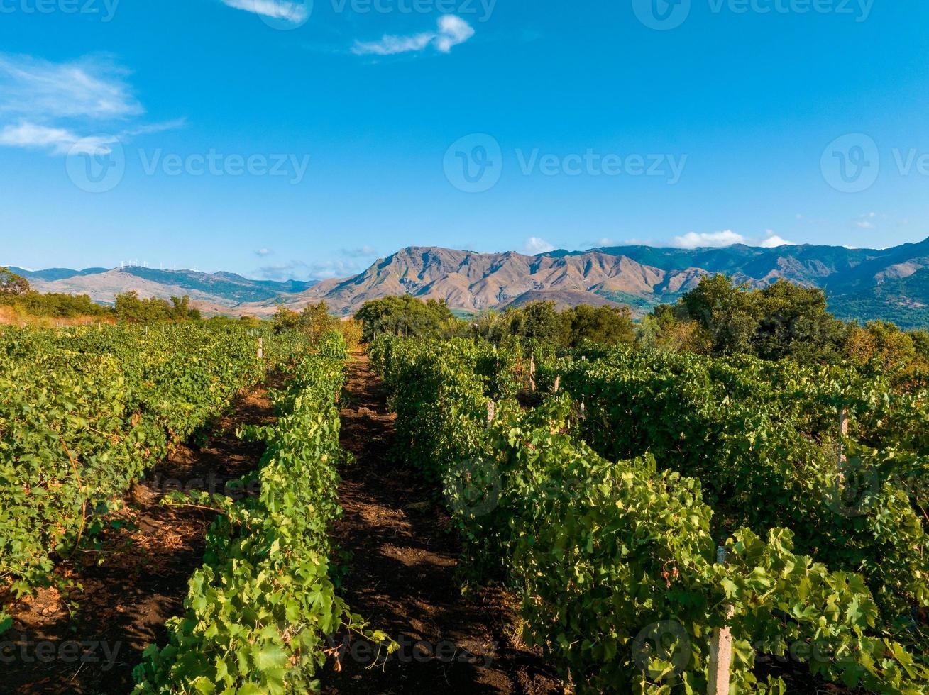 Siciliaans wijngaarden met Etna vulkaan uitbarsting Bij achtergrond in Sicilië, Italië foto