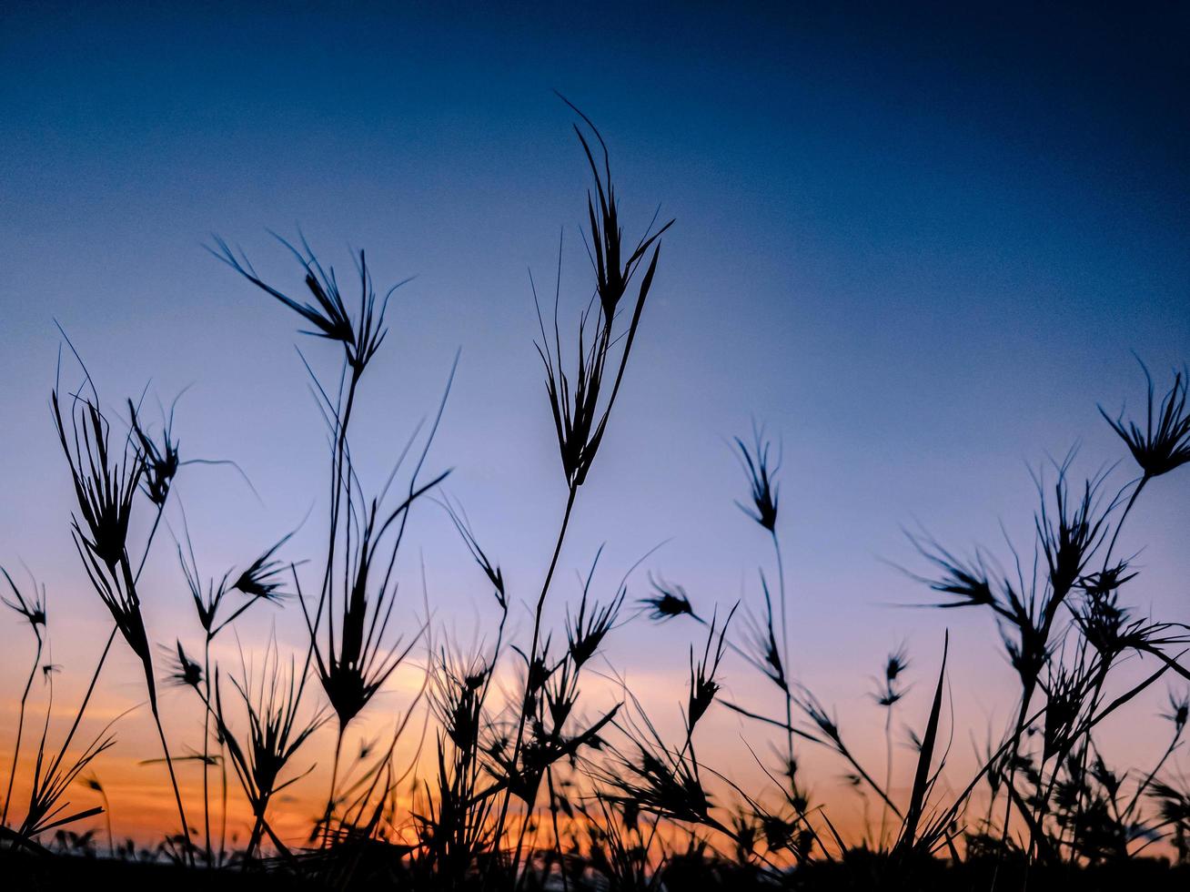 de zon stijgt Aan de breed weide foto